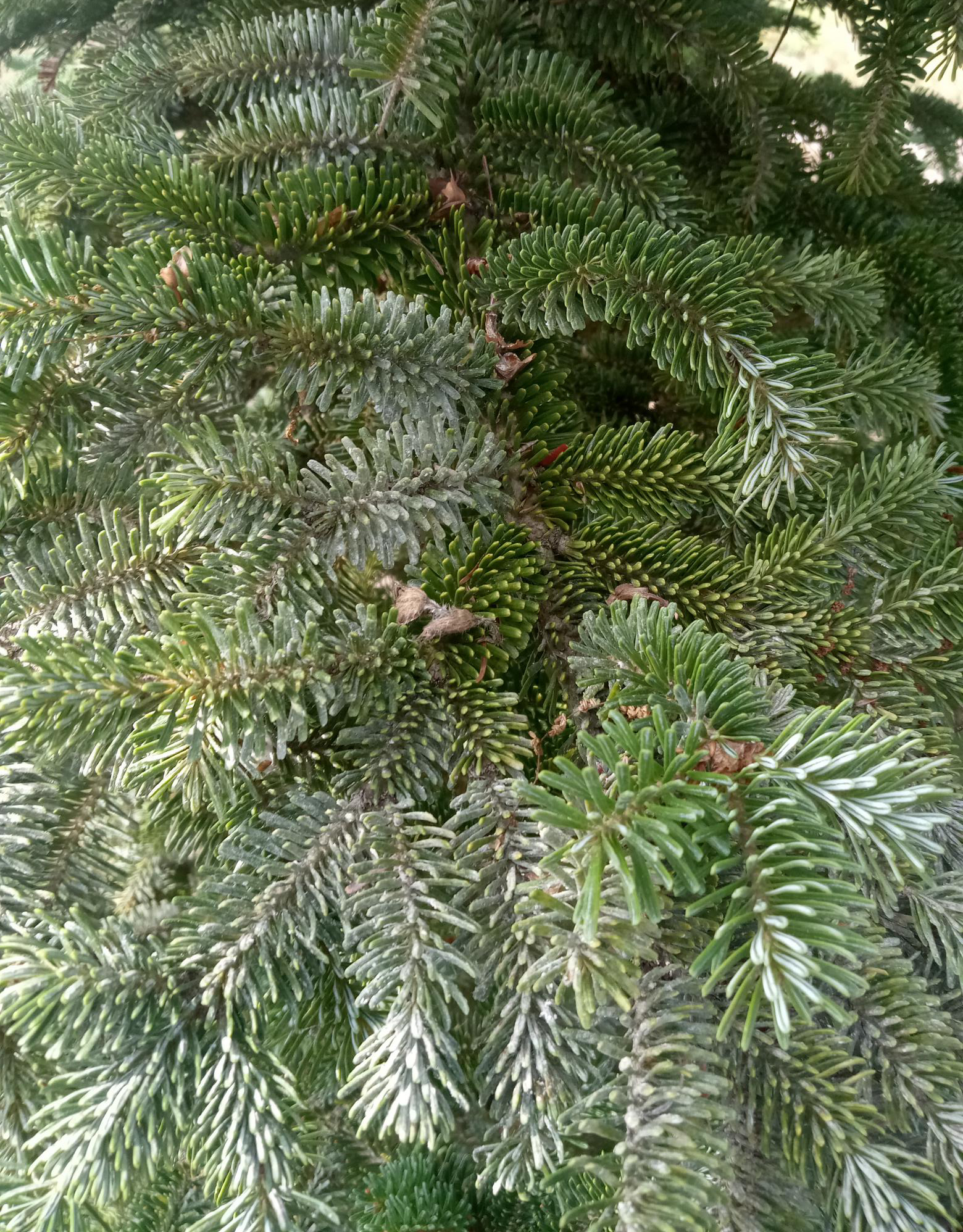 Close-up of fir tree needles heavily infested with elongated hemlock scale, showing a grayish, waxy coating across the foliage.